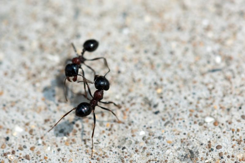 Black Ant Extermination in Frisco, TX
