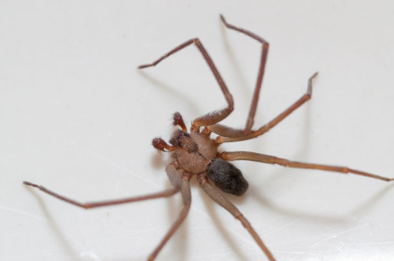 Brown Recluse Extermination in Fort Worth, TX
