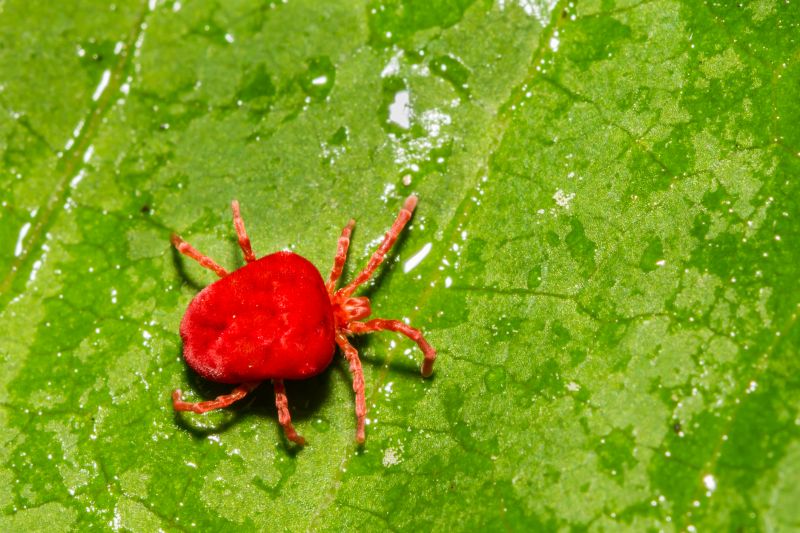 Chigger Extermination in Frisco, TX
