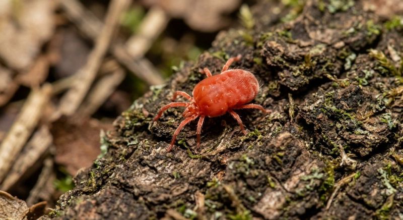 Chigger Extermination in Arlington, TX