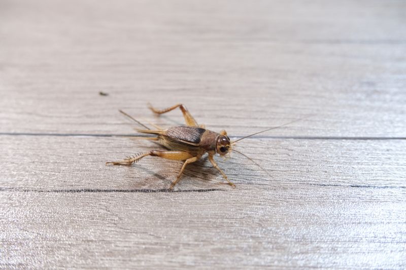 Cricket Prevention in Frisco, TX