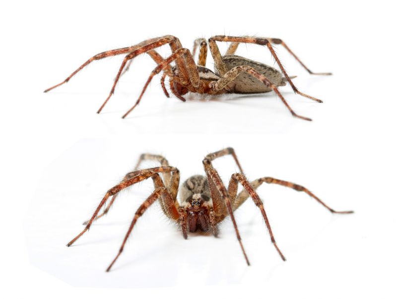 Hobo Spider Extermination in Katy, TX
