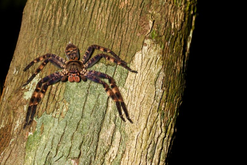 Huntsman Spider Extermination in Denton, TX