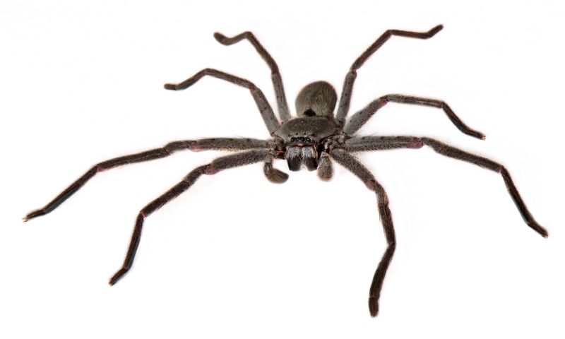 Huntsman Spider Extermination in Frisco, TX