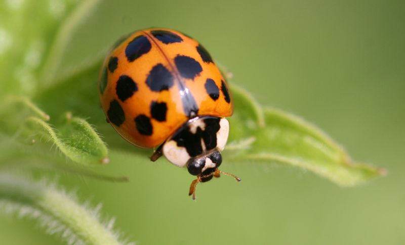 Ladybug Removal in Frisco, TX