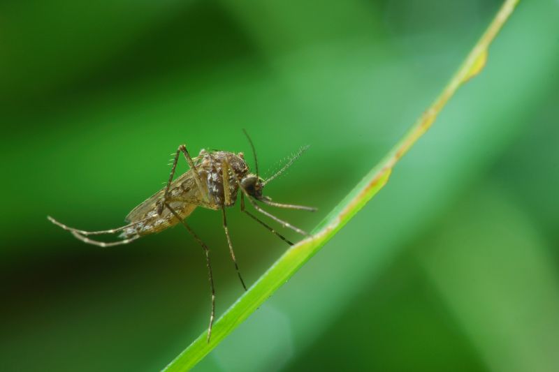 Mosquito Control Service in Fort Worth, TX