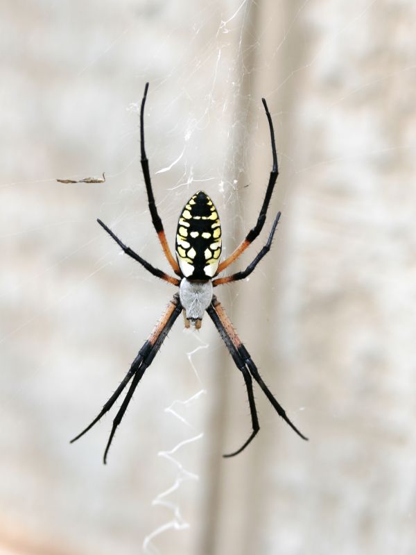Spider Extermination Service in Mckinney, TX