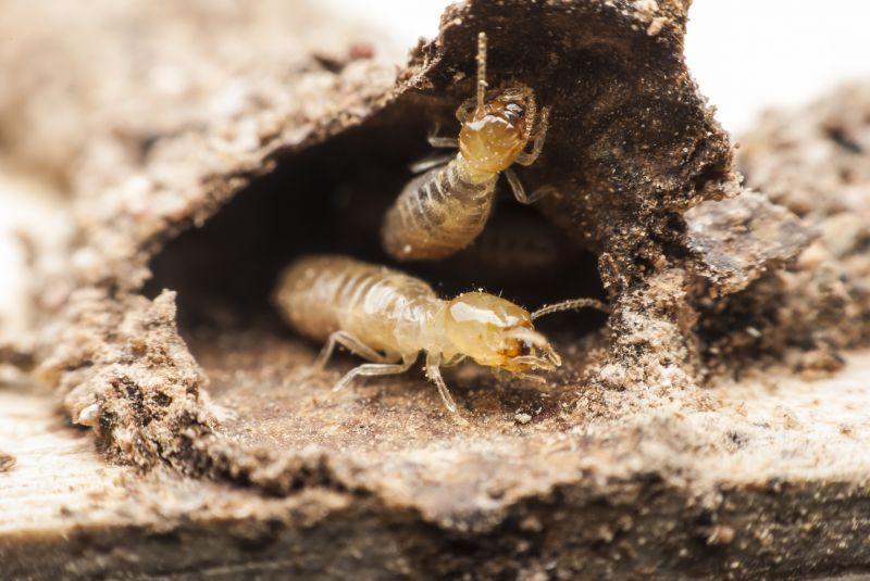Termite Treatment Service in Frisco, TX