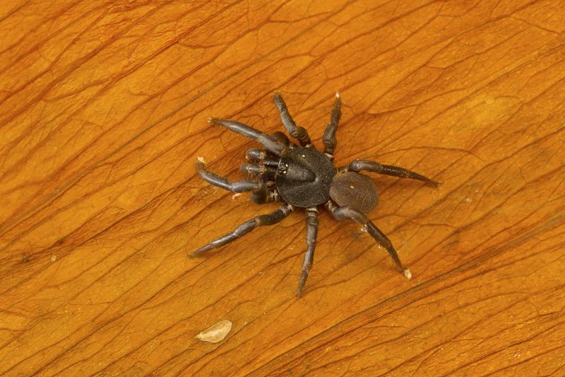 Trapdoor Spider Removal in Fort Worth, TX