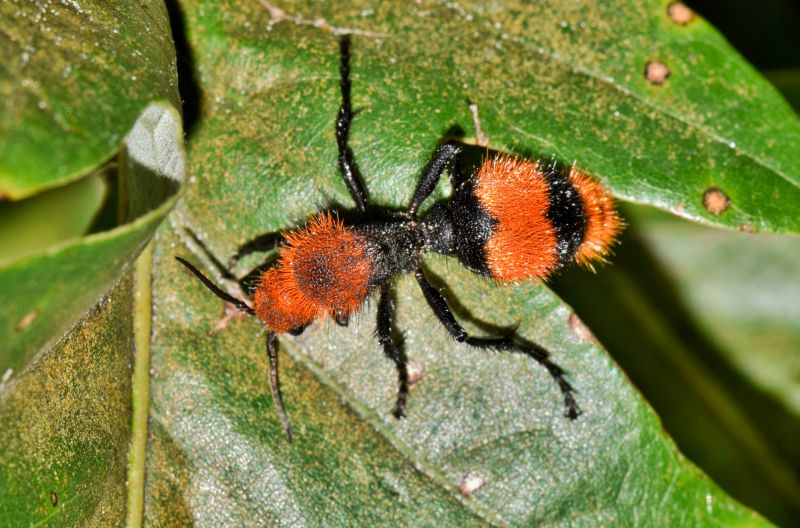 Velvet Ant Extermination in Fort Worth, TX