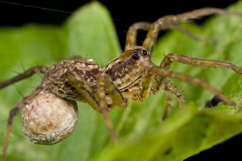 Wolf Spider Removal in Mckinney, TX