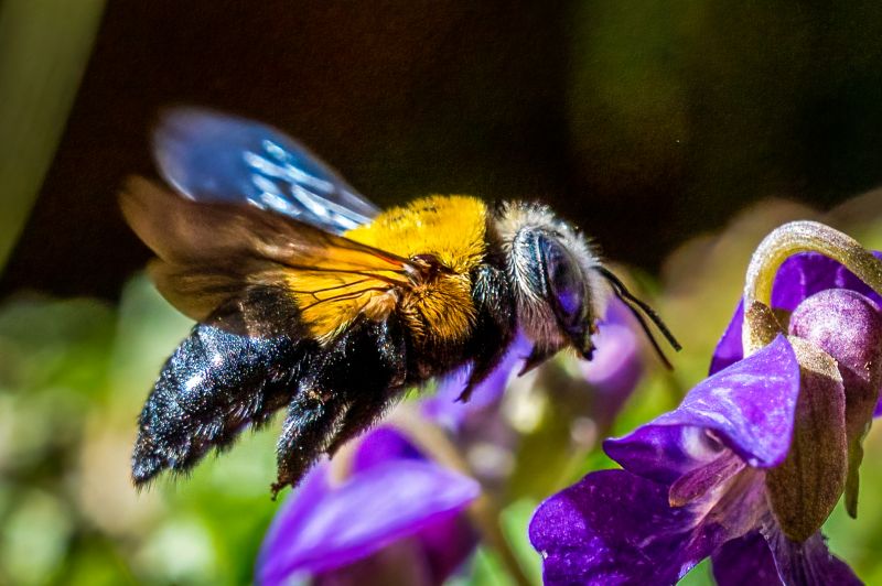 Bee Removal Service