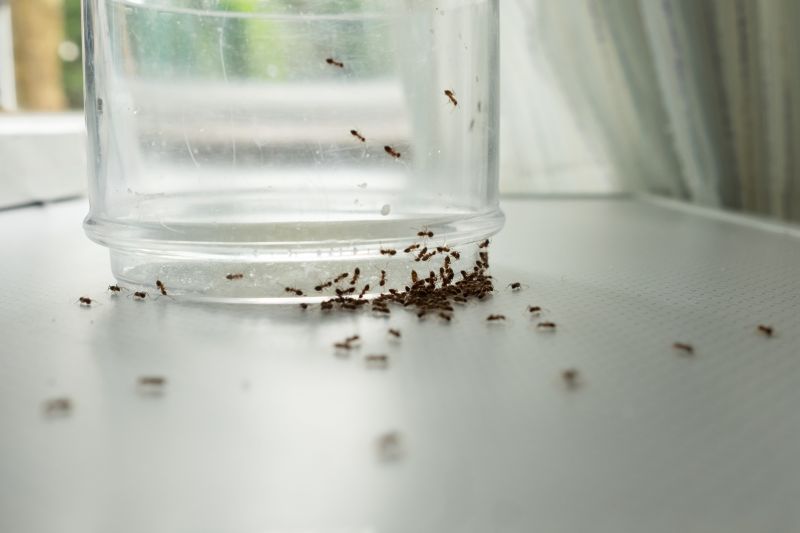 Ants Extermination Service in Fort Worth, TX