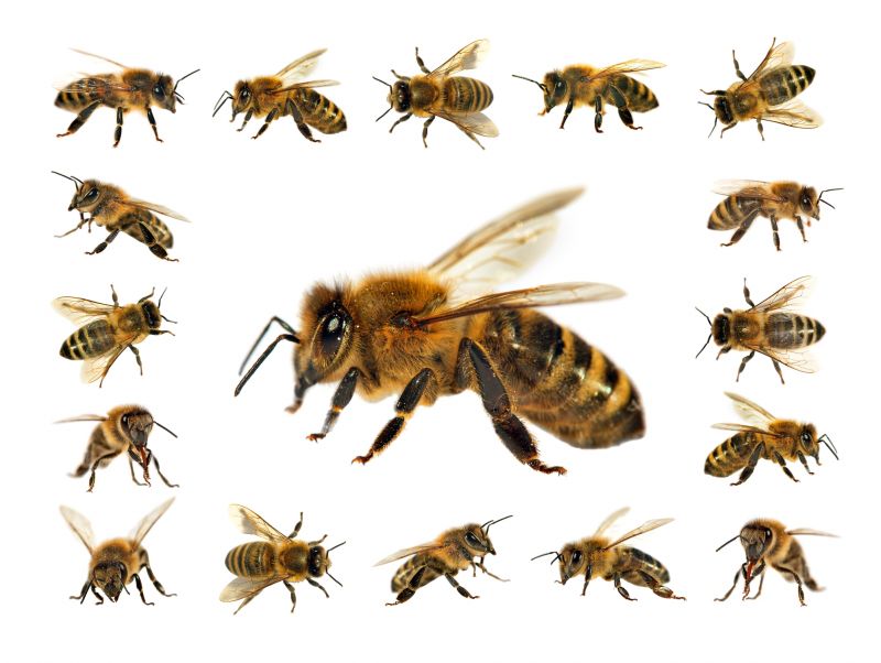 Bee Removal Service