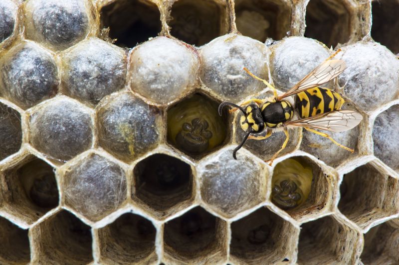 Bees Vs. Wasps: Understanding The Difference For Proper Pest Control