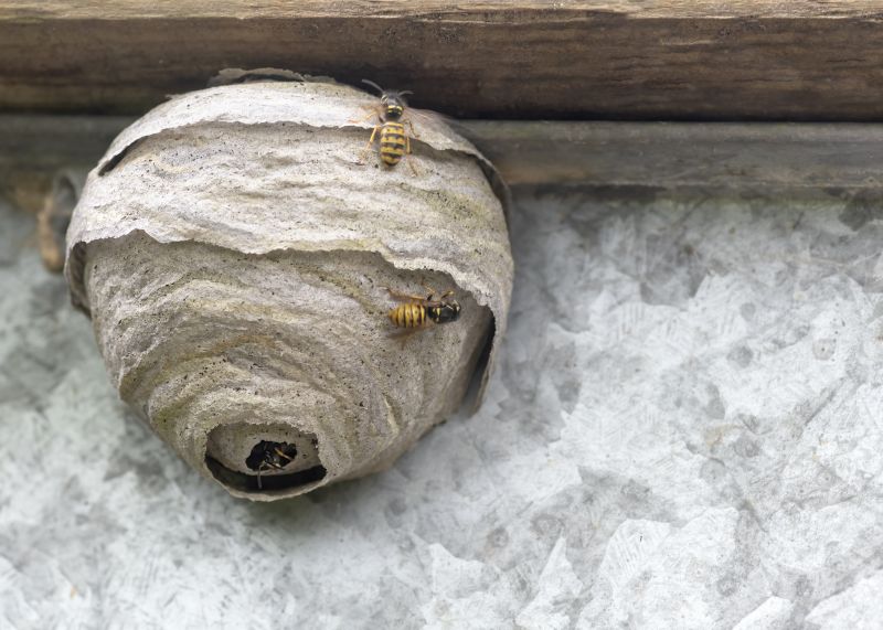 Bees Vs. Wasps: Understanding The Difference For Proper Pest Control
