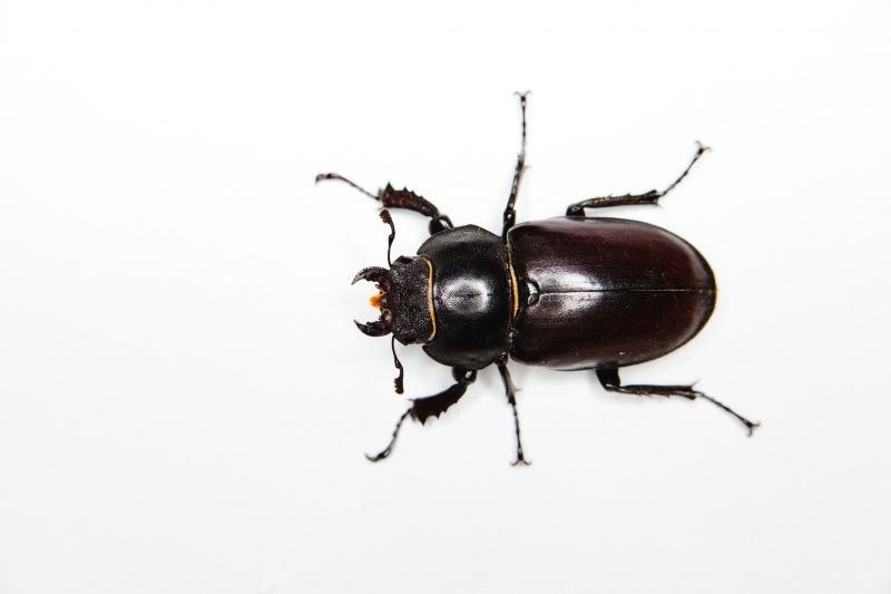 Beetle Removal in Katy, TX