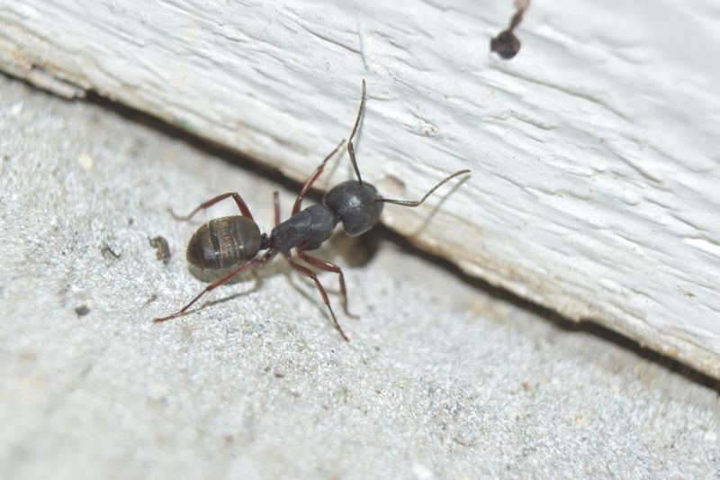 Black Ant Extermination in Fort Worth, TX