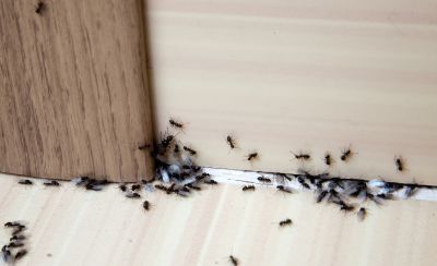 Black Ant Extermination in New Braunfels, TX