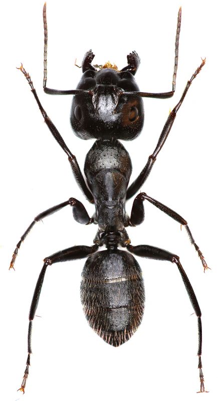 Black Ant Extermination in New Braunfels, TX