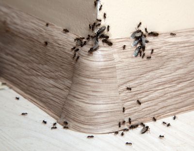 Black Ant Extermination in Denton, TX