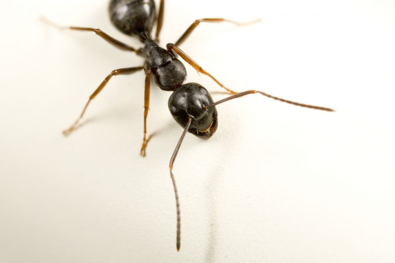 Black Ant Extermination in Arlington, TX