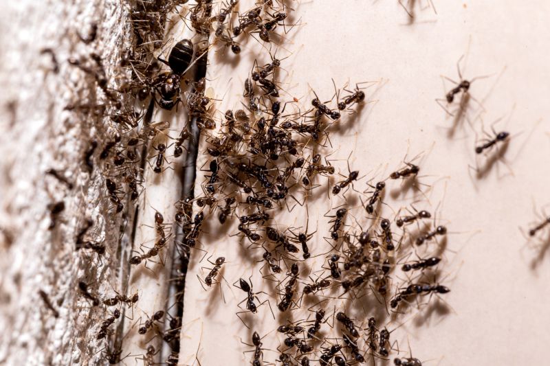 Black Ant Extermination in Katy, TX