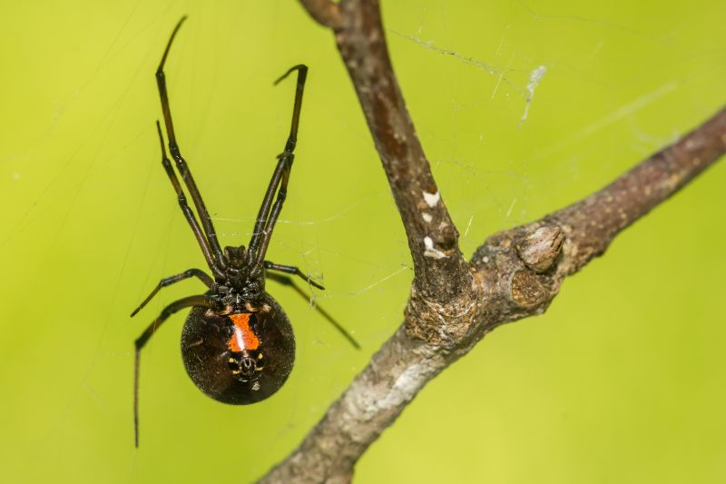 Black Widow Extermination in New Braunfels, TX