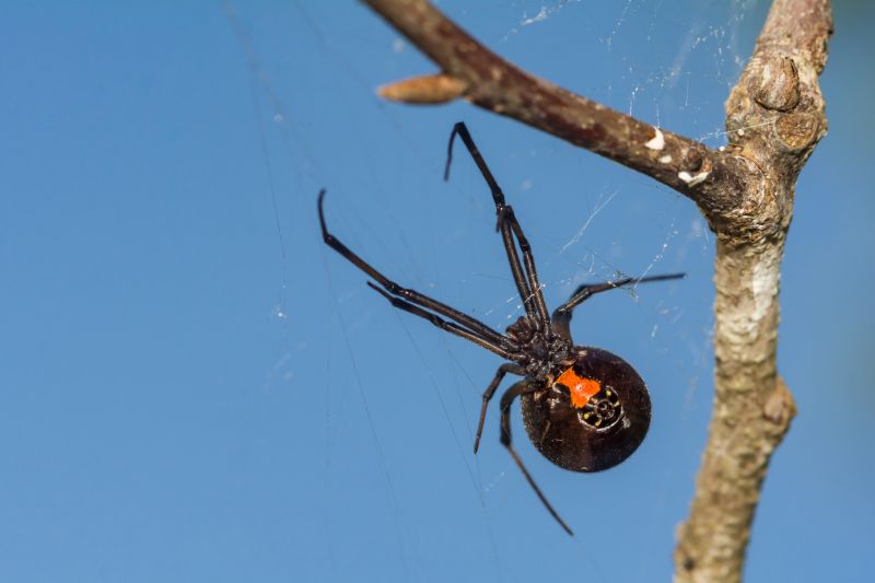 Black Widow Extermination in Mckinney, TX