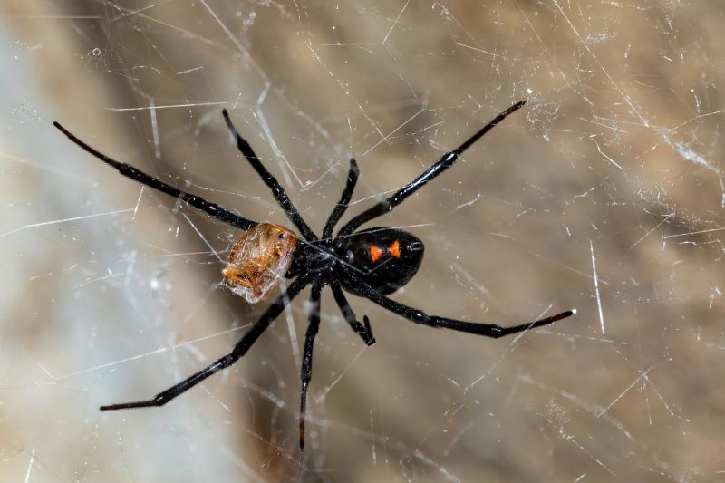 Black Widow Extermination in Fort Worth, TX