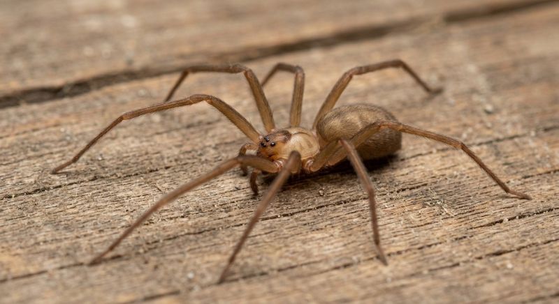 Brown Recluse Extermination in Rockwall, TX
