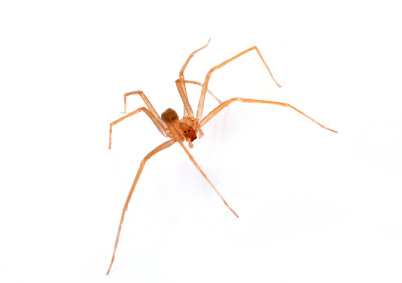 Brown Recluse Extermination in Rockwall, TX