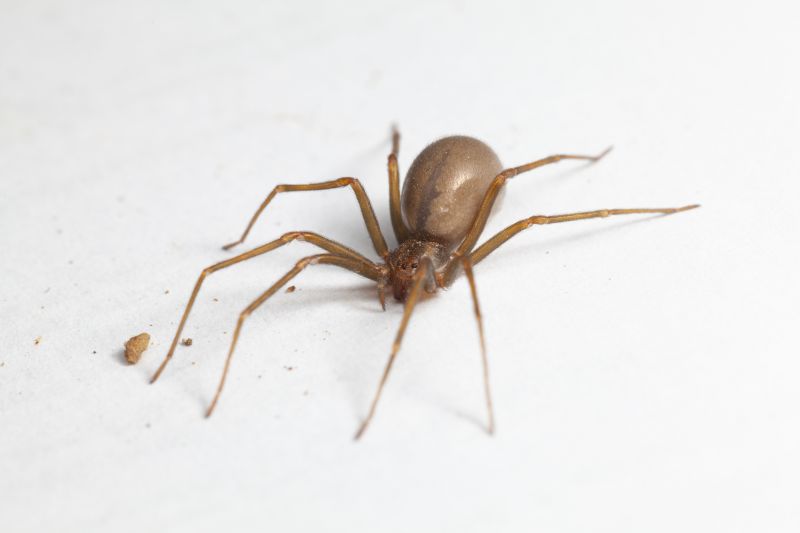Brown Recluse Extermination in Mckinney, TX