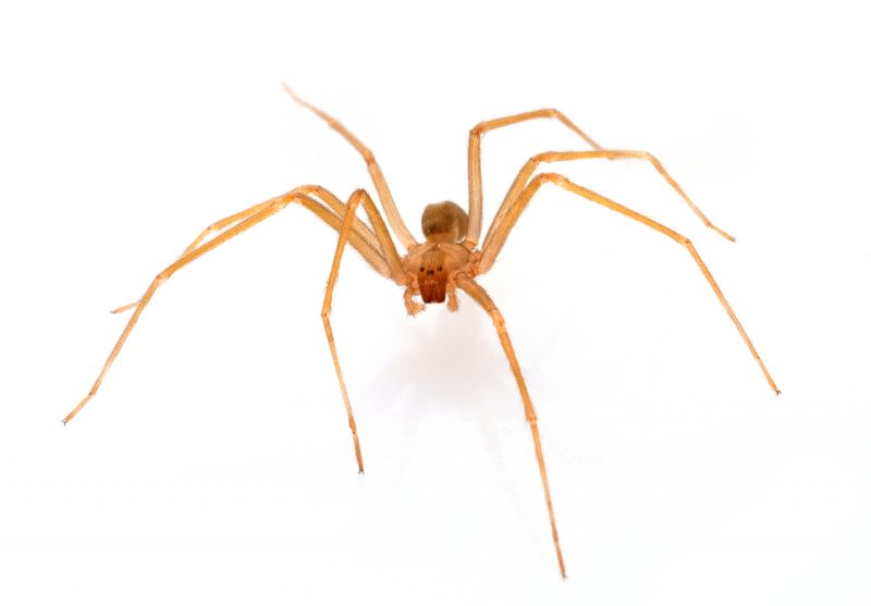 Brown Recluse Extermination in Denton, TX
