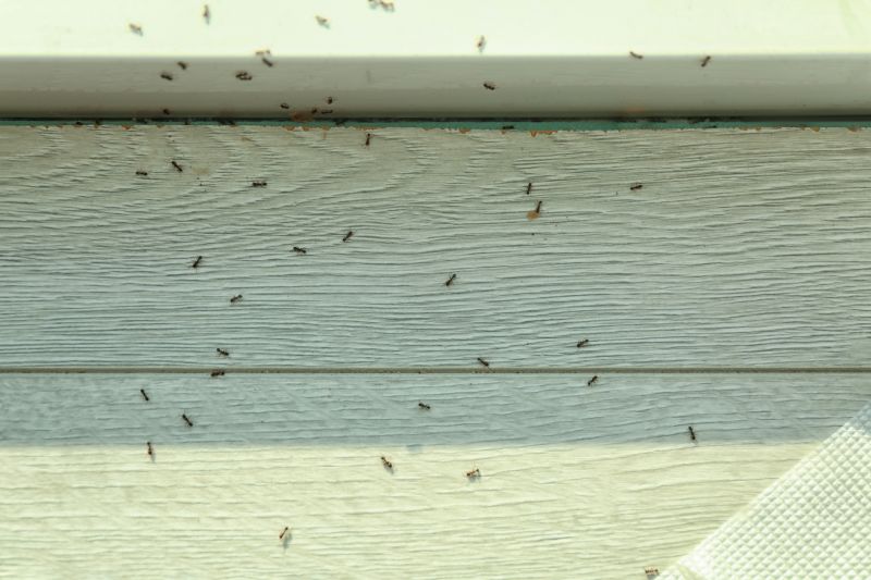 Carpenter Ant Extermination in Denton, TX