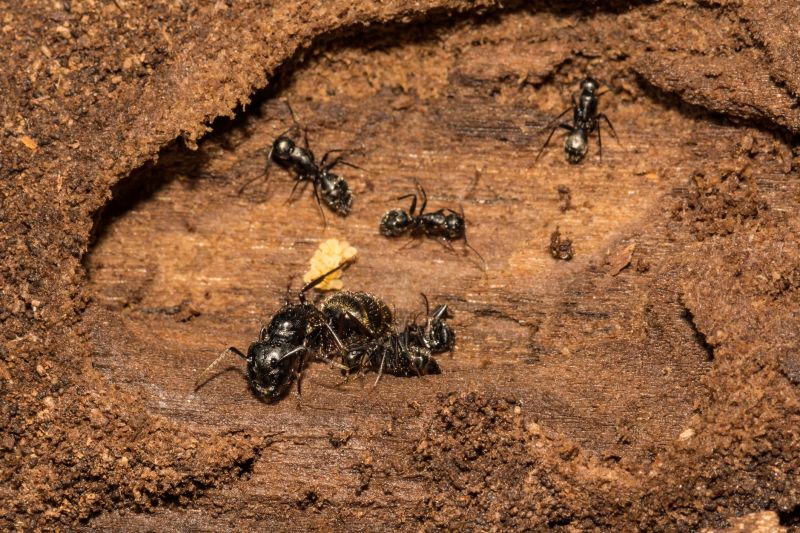 Carpenter Ant Extermination in Denton, TX
