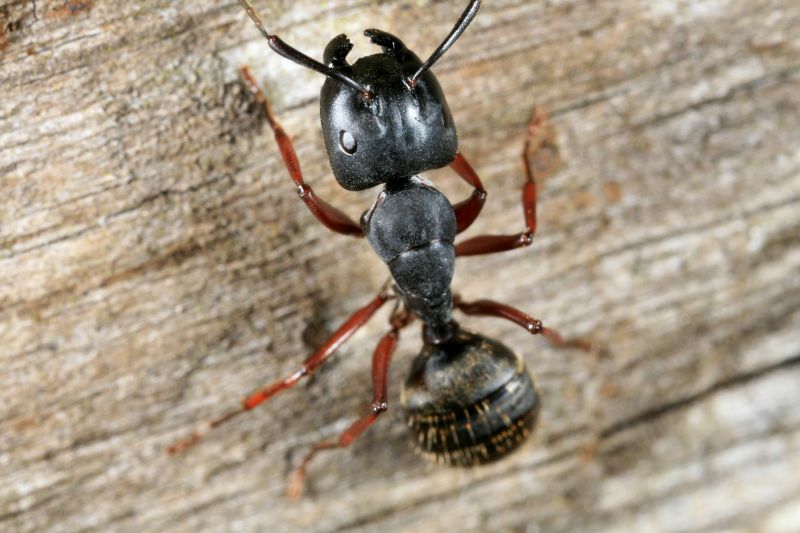 Carpenter Ant Extermination in Mckinney, TX
