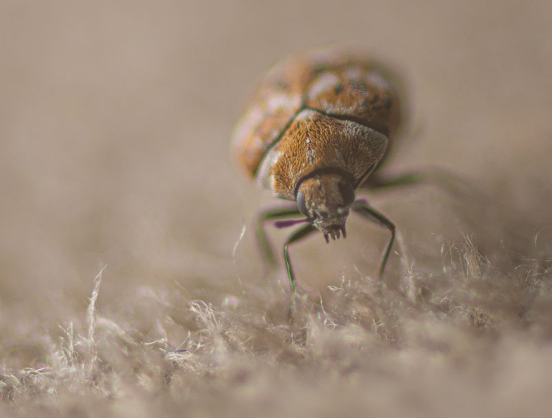 Carpet Beetle Extermination in Frisco, TX