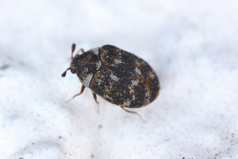 Carpet Beetle Extermination in Frisco, TX