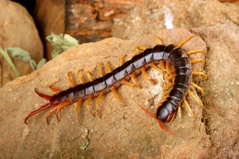 Centipede Extermination in Frisco, TX