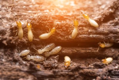 Commercial Termite Prevention in Katy, TX