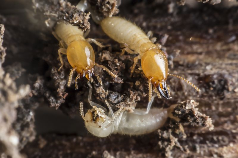 Commercial Termite Prevention in Katy, TX