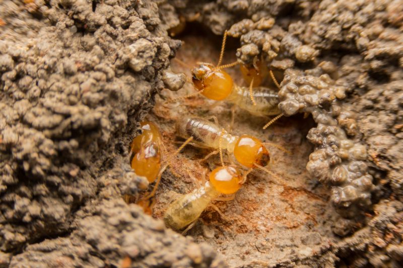 Commercial Termite Removal in Katy, TX