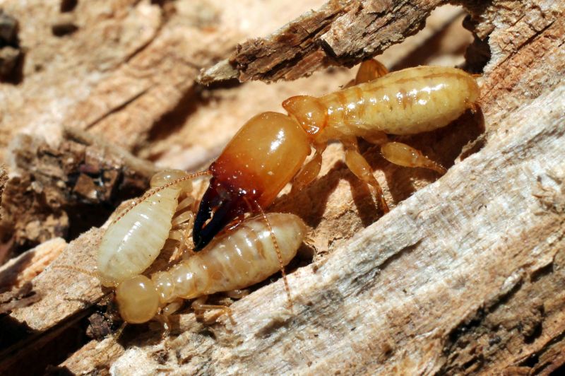 Commercial Termite Removal in Katy, TX