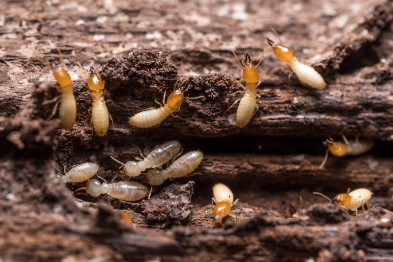 Commercial Termite Removal in Frisco, TX