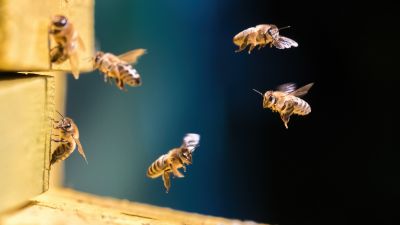 Affordable Bee Removal Service — Cost of Bee Removal Service