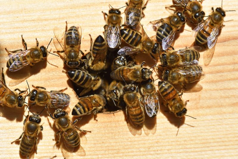 Affordable Bee Removal Service — Cost of Bee Removal Service