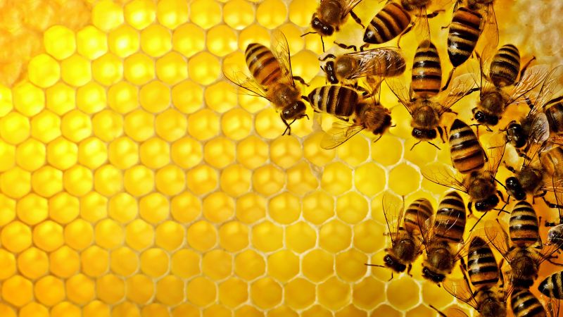 Affordable Bee Removal Service — Cost of Bee Removal Service
