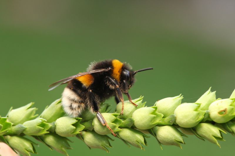 Affordable Bee Removal Service — Cost of Bee Removal Service