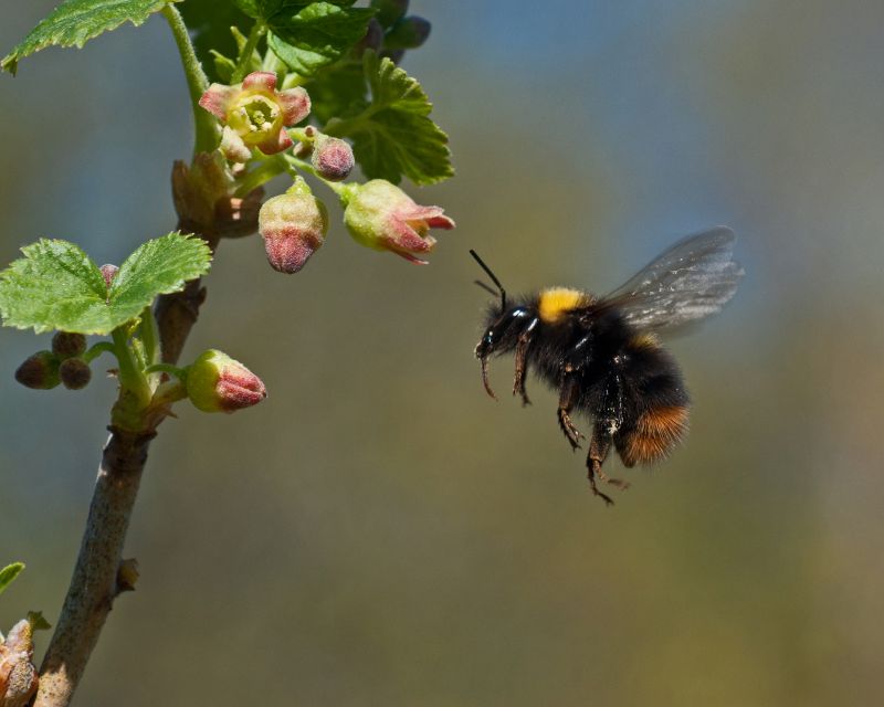 Affordable Bee Removal Service — Cost of Bee Removal Service
